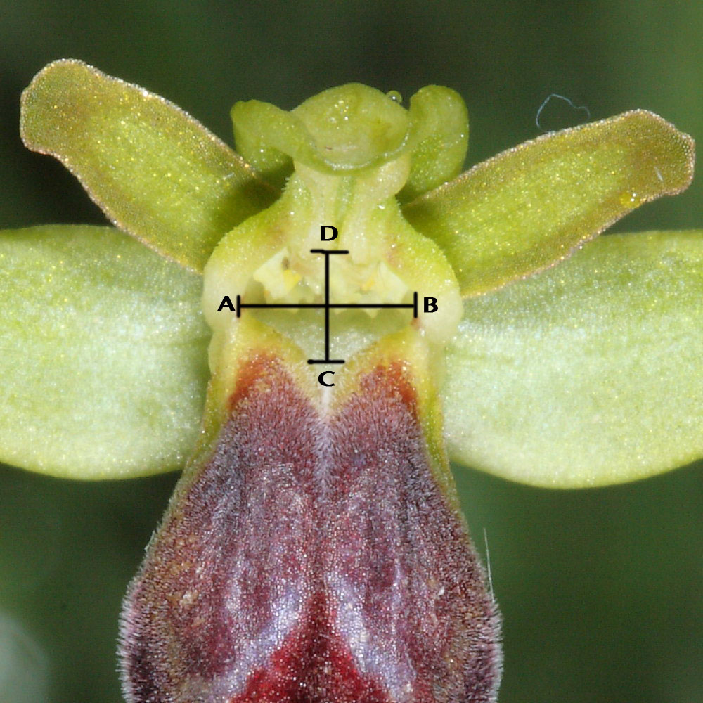Ophrys bertolonii subsp. explanata (ed un suo lusus)